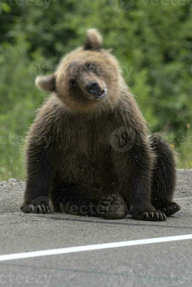 giovane Marrone orso agitando suo testa spaventoso zanzare. sfocatura, selvaggio animale nel movimento foto