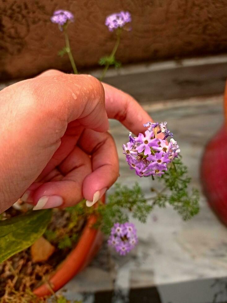 Tenere un' lilla fiore dopo pioggia foto