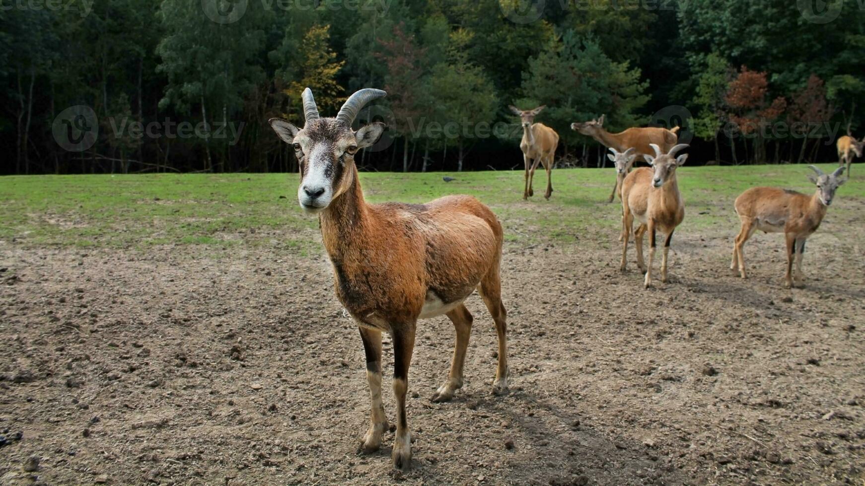 un' giovane maschio europeo muflone a il bordo di un autunno foresta. artiodattilo selvaggio animale di il genere martinetti foto