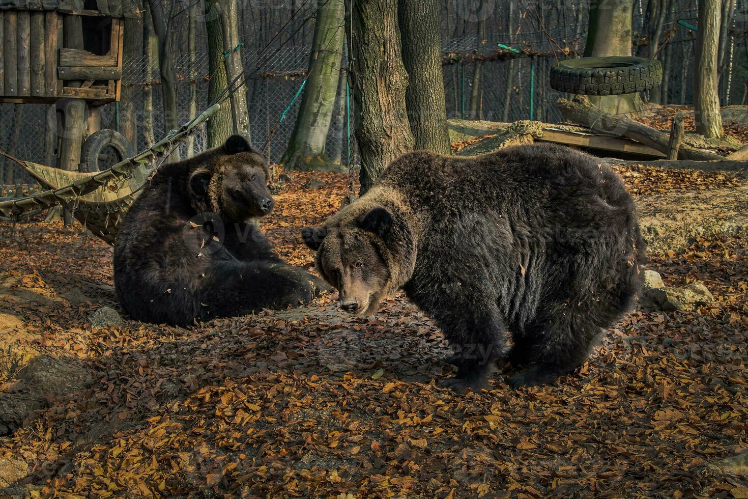 Due Marrone orsi ursus arcto su un autunno sfondo. selvaggio grizzlies nel il zoo allegato. adulto orso foto