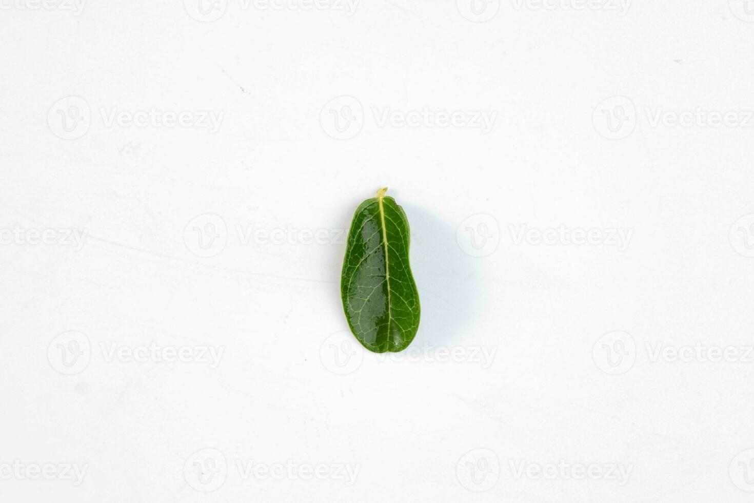 uno verde foglia di un' tropicale albero isolato su bianca sfondo. foto