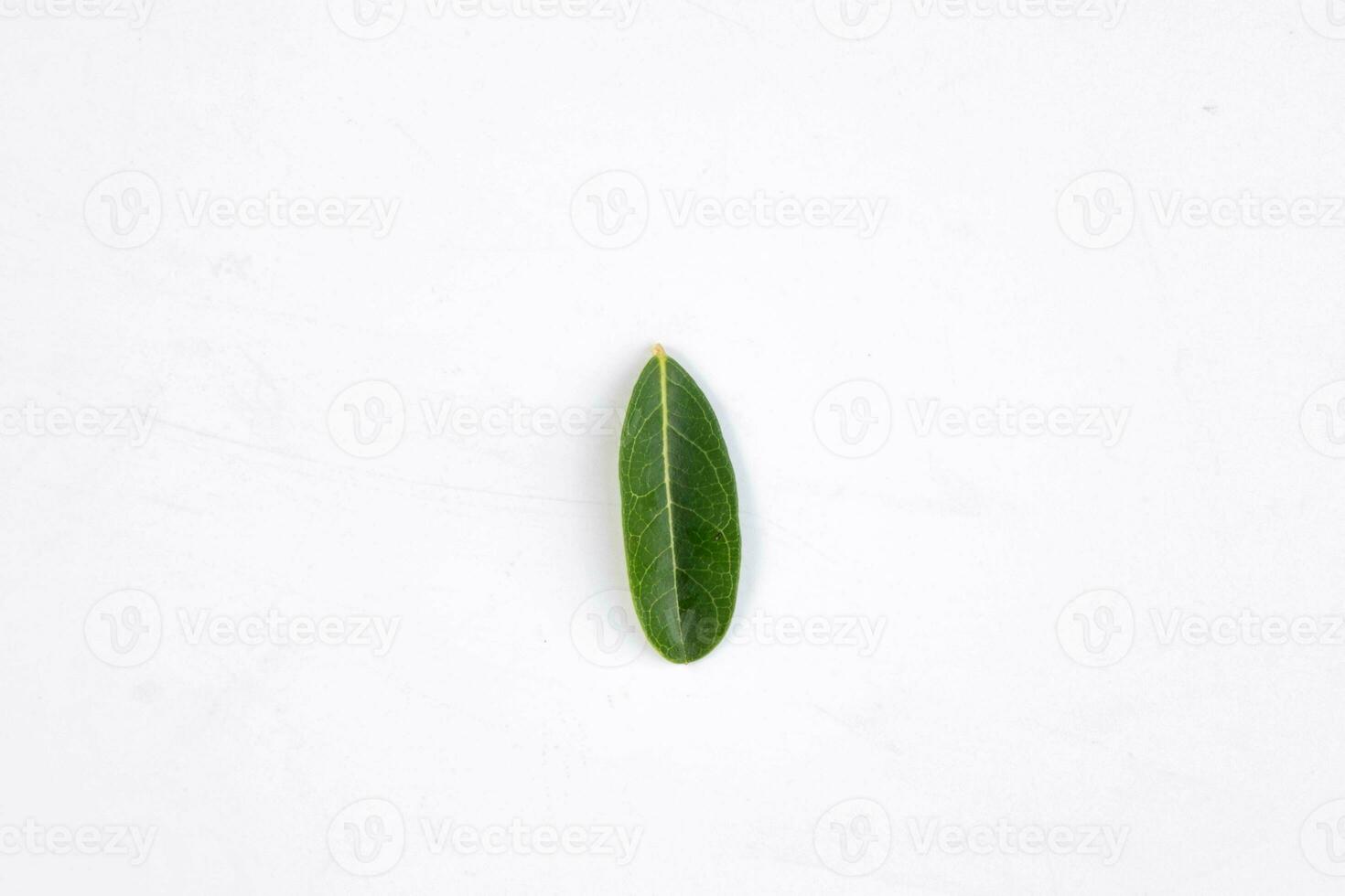 uno verde foglia di un' tropicale albero isolato su bianca sfondo. foto