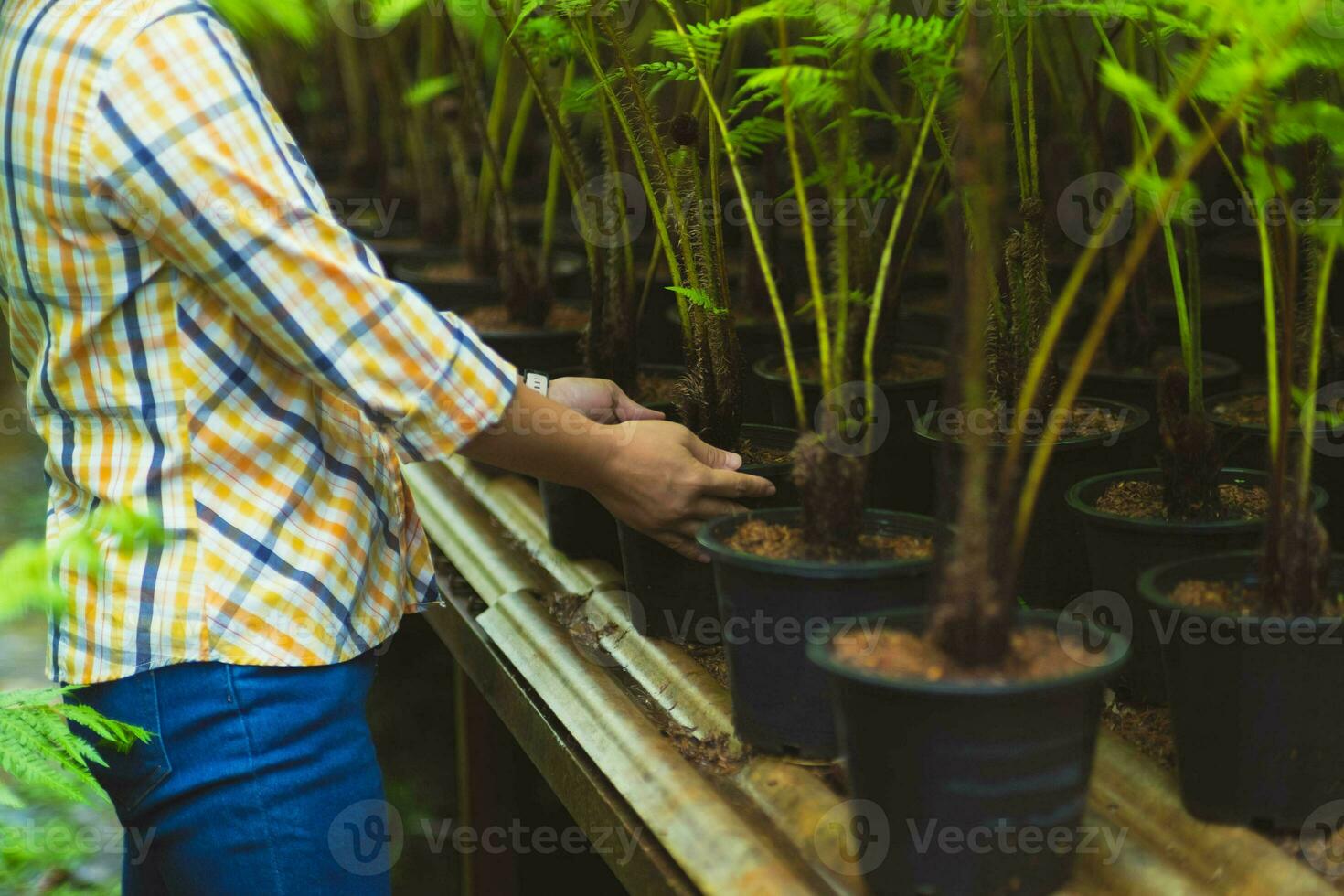 giovane femmina contadino Lavorando nel un' serra cura per felci nel pentole. verde felci nel pentole su scaffali nel un' pianta mercato. foto