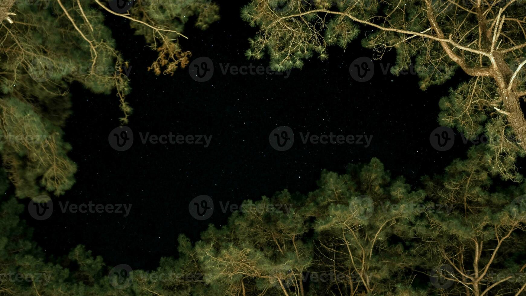 stellato notte cielo con animato sfondi di scintillio o tremolante stelle nel il foresta. costellazioni nel il inverno notte cielo visibile fra il alberi. foto