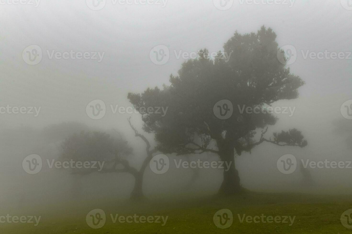 fanale foresta - seixale, Portogallo foto