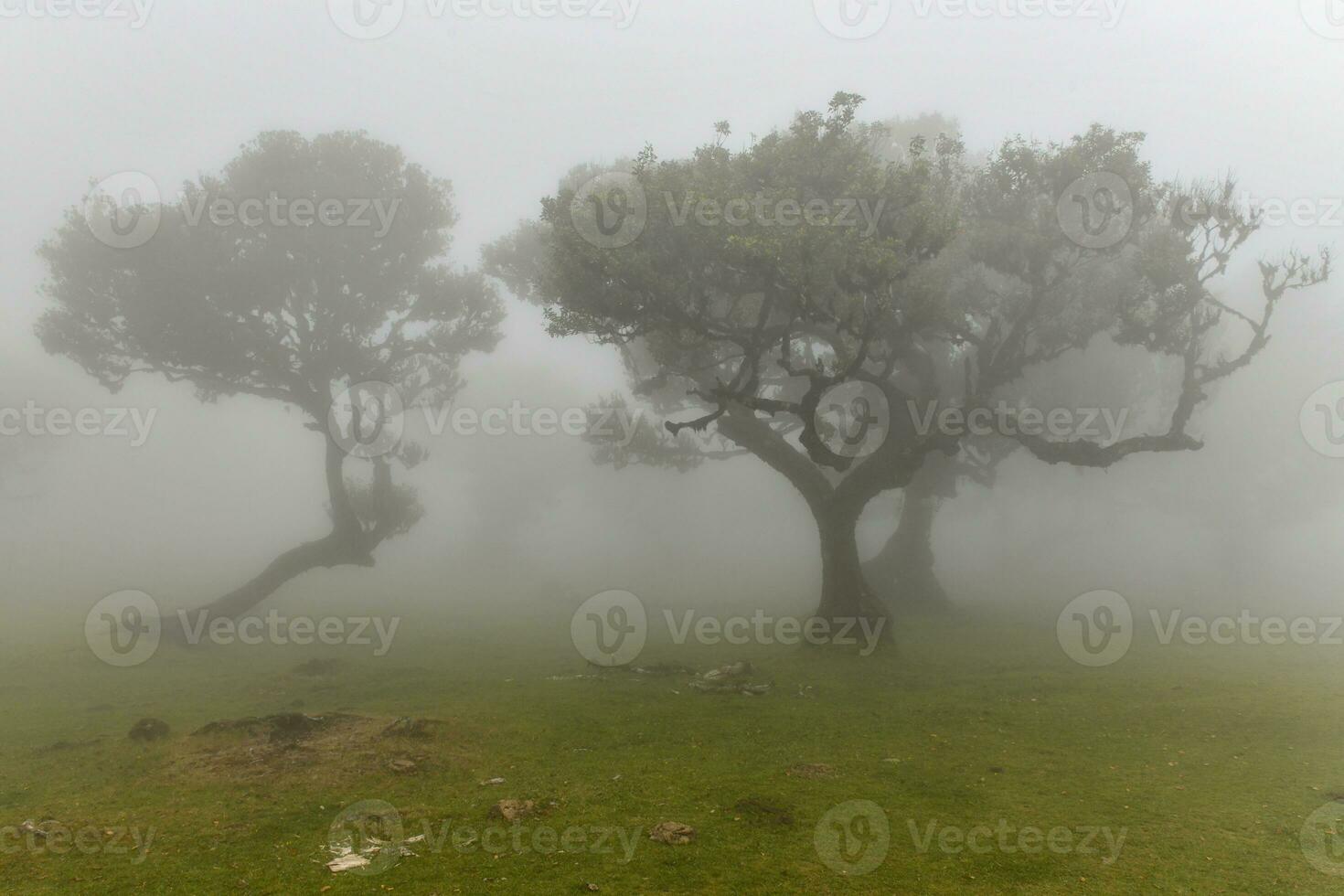 fanale foresta - seixale, Portogallo foto