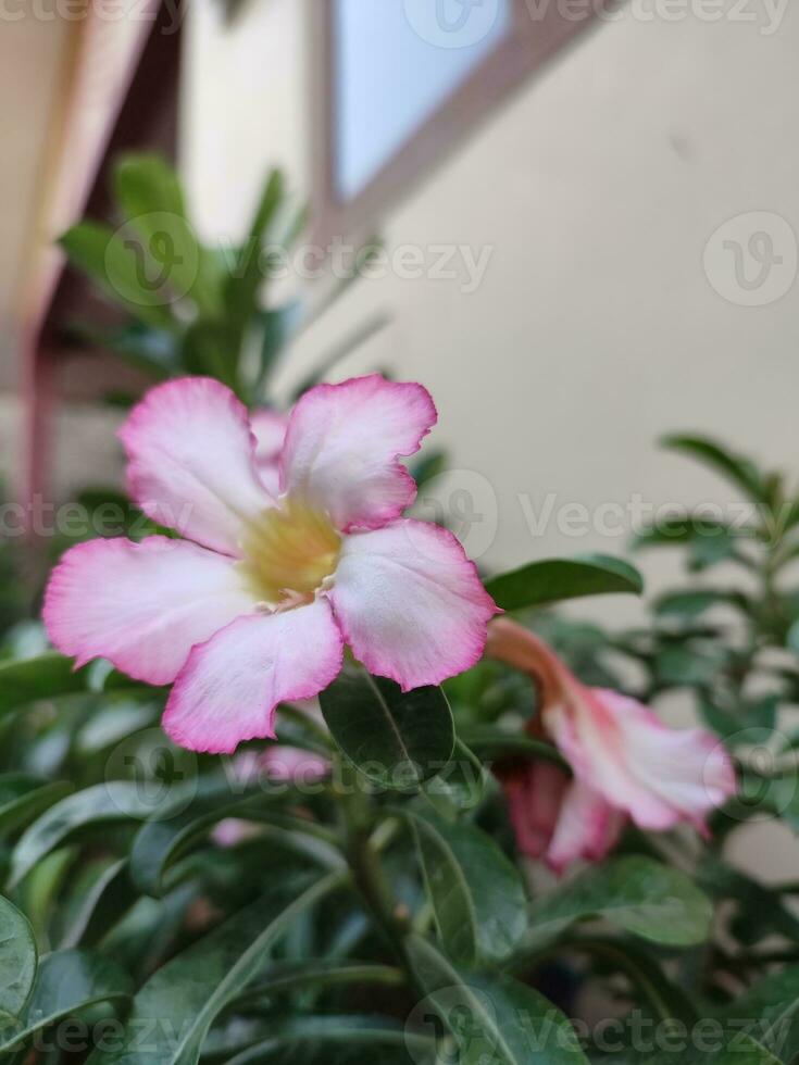 Adenium obeso fiori fioritura su verde le foglie avvicinamento bellissimo fiore è un' pianta quello può essere facilmente cresciuto. molto resistente per siccità condizioni fino a ricevente il soprannome deserto rosa foto