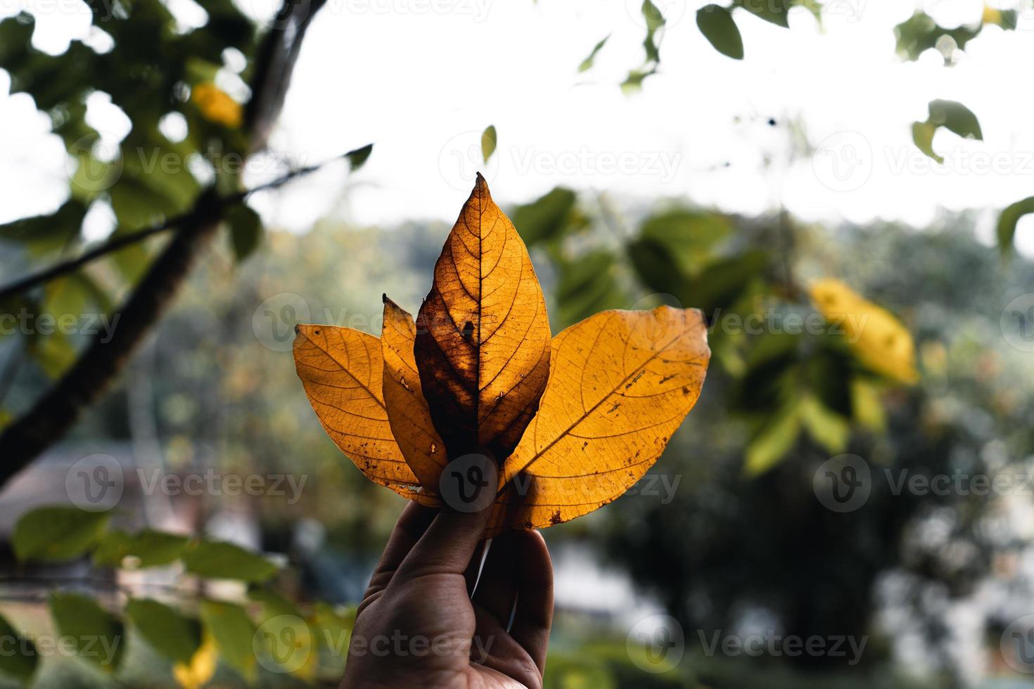 foglie d'autunno il primo giallo in giardino foto