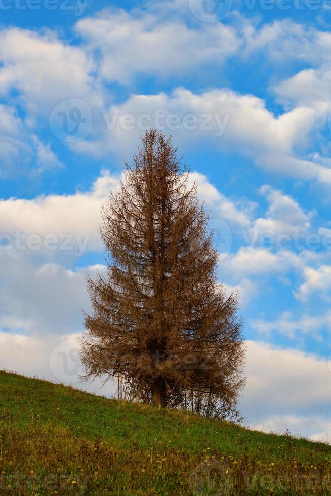 un abete autunnale in un prato con cielo azzurro e nuvole foto