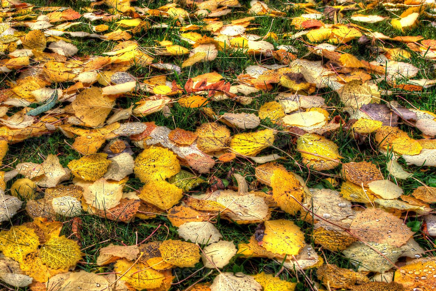 foglie d'autunno sulle alpi svizzere foto