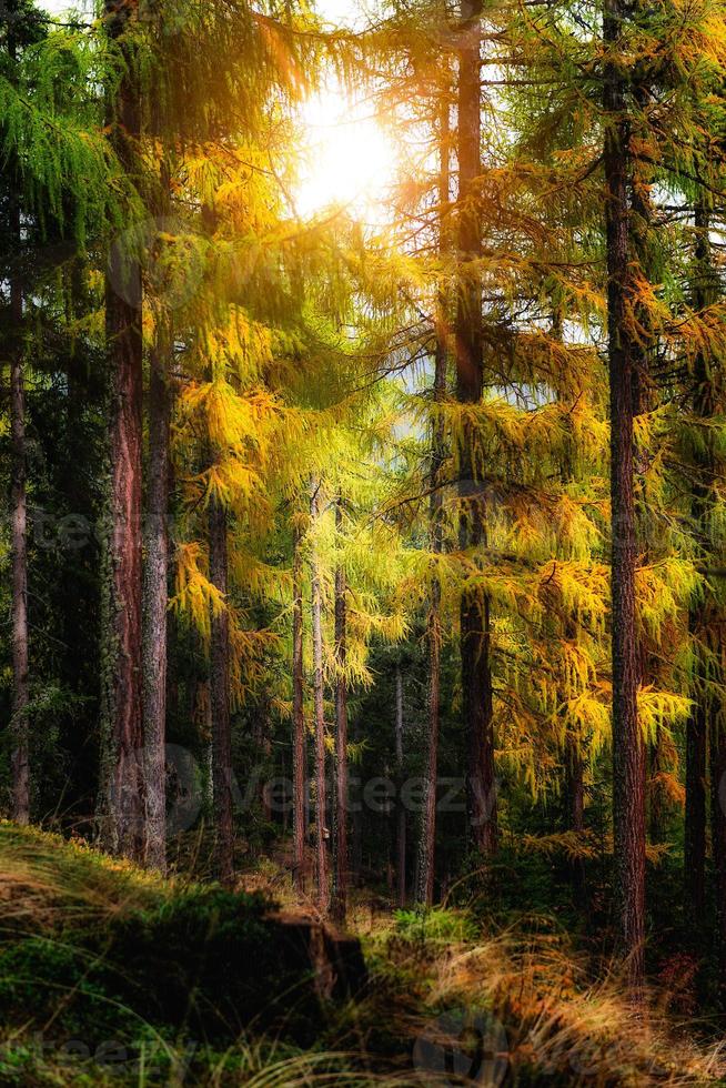 autunno nella foresta foto