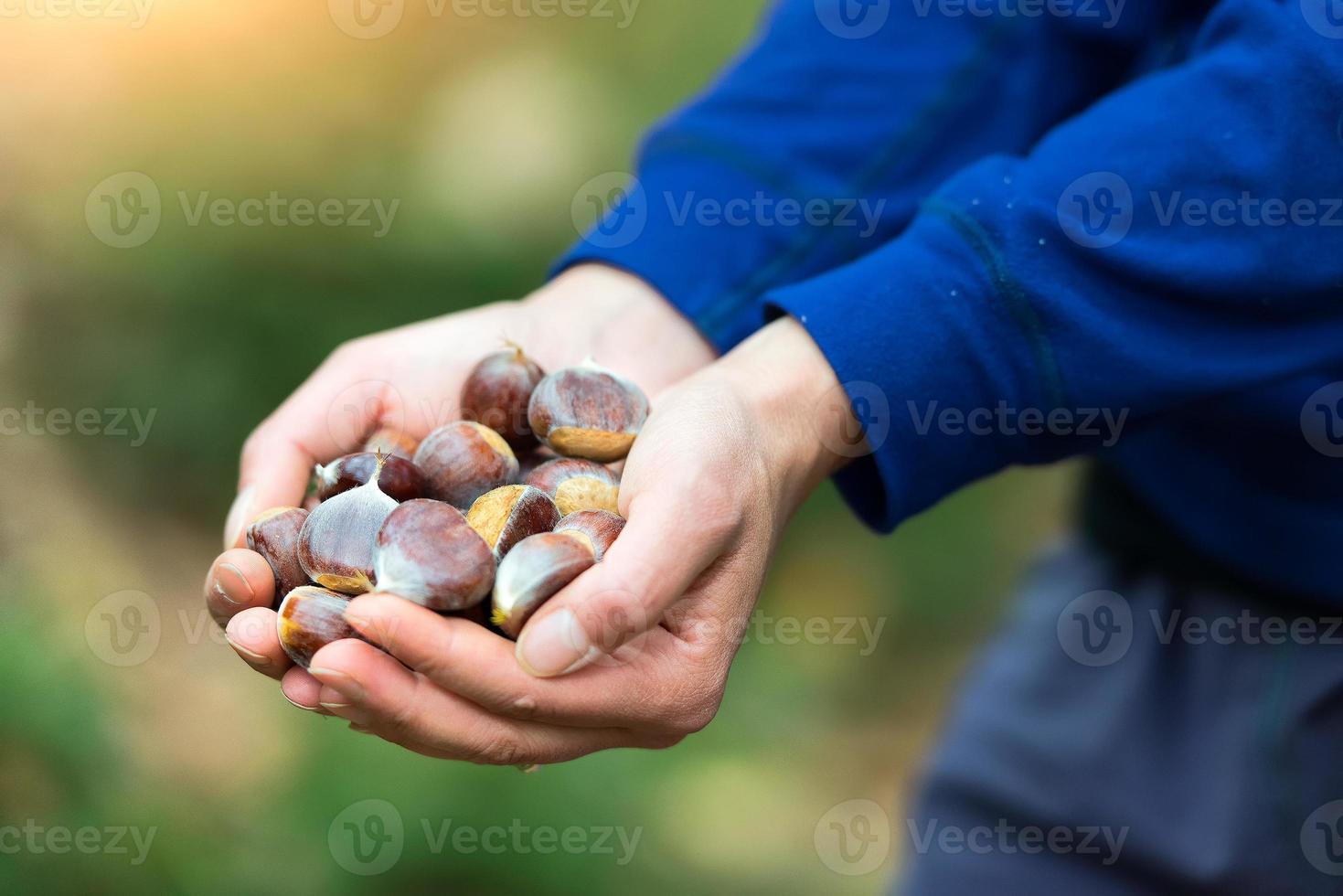 castagne in mano appena raccolte nel bosco foto