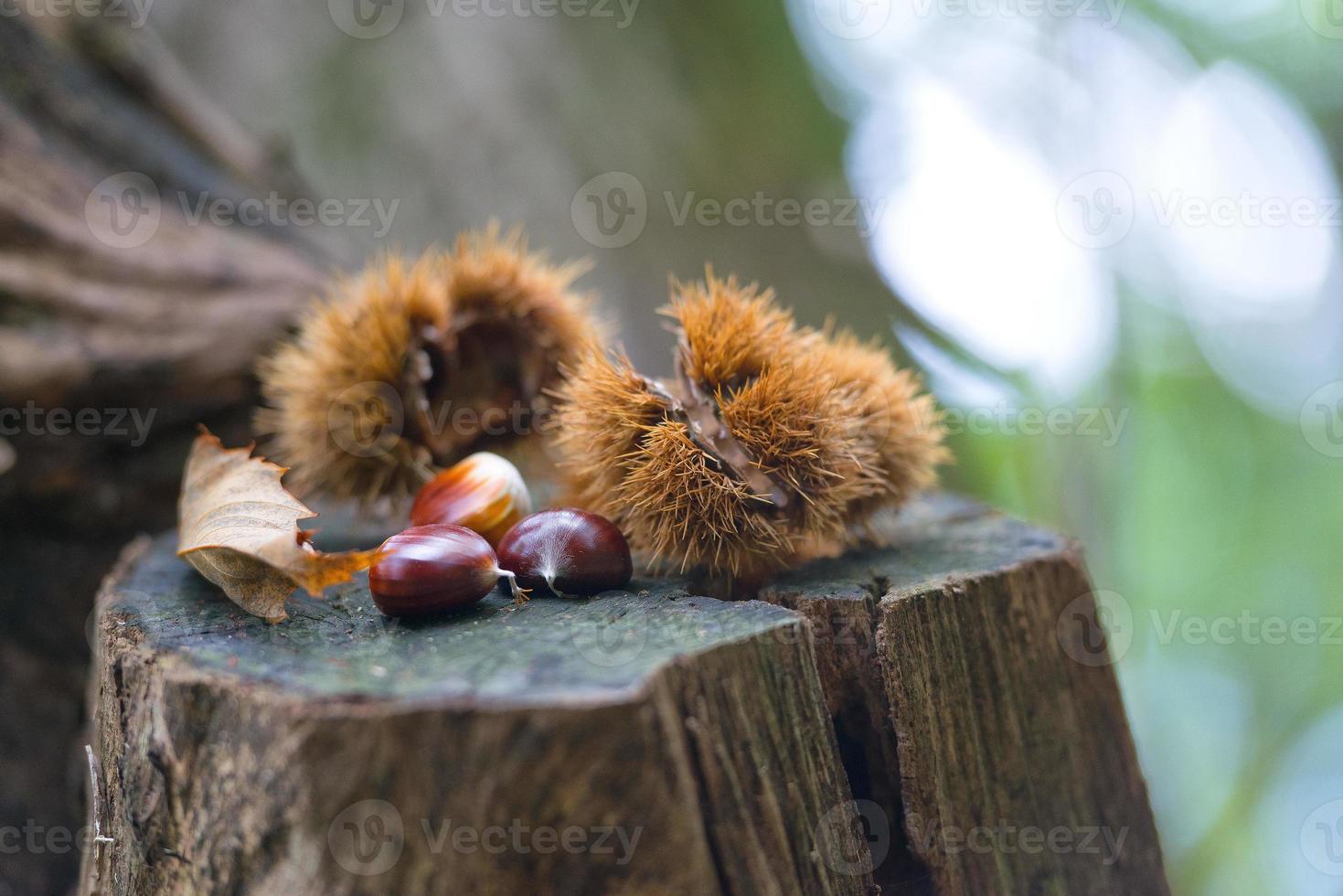 riccio di castagne con castagne nel bosco autunnale foto