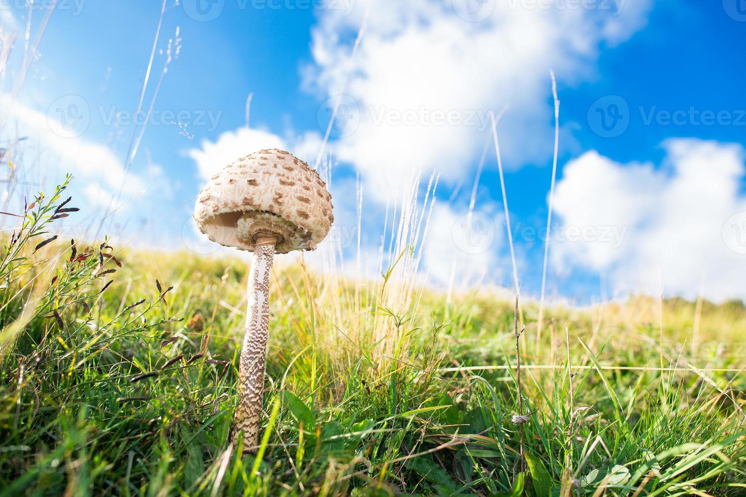 fungo macrolepiota procera foto