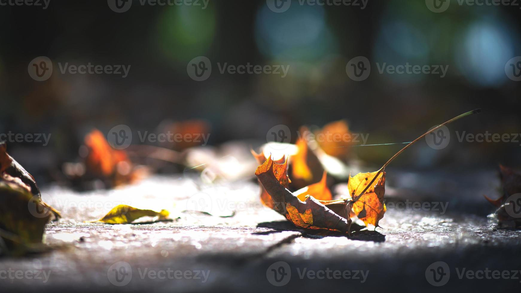 delicate foglie autunnali a terra tra i raggi del sole foto