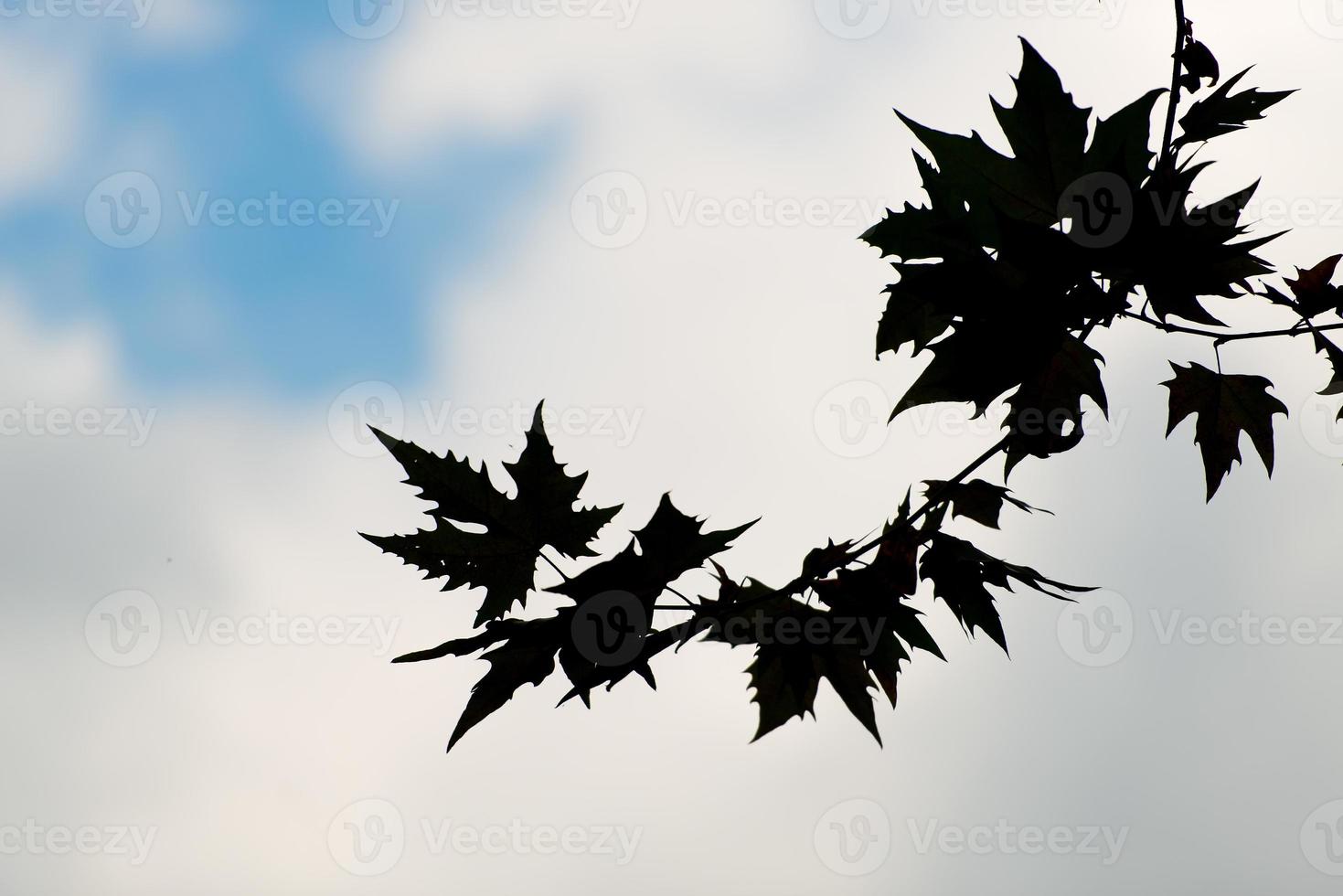 foglie in silhouette foto