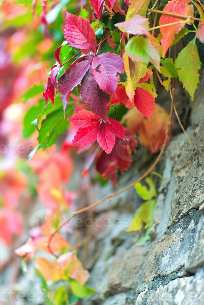 foglie colorate d'autunno foto