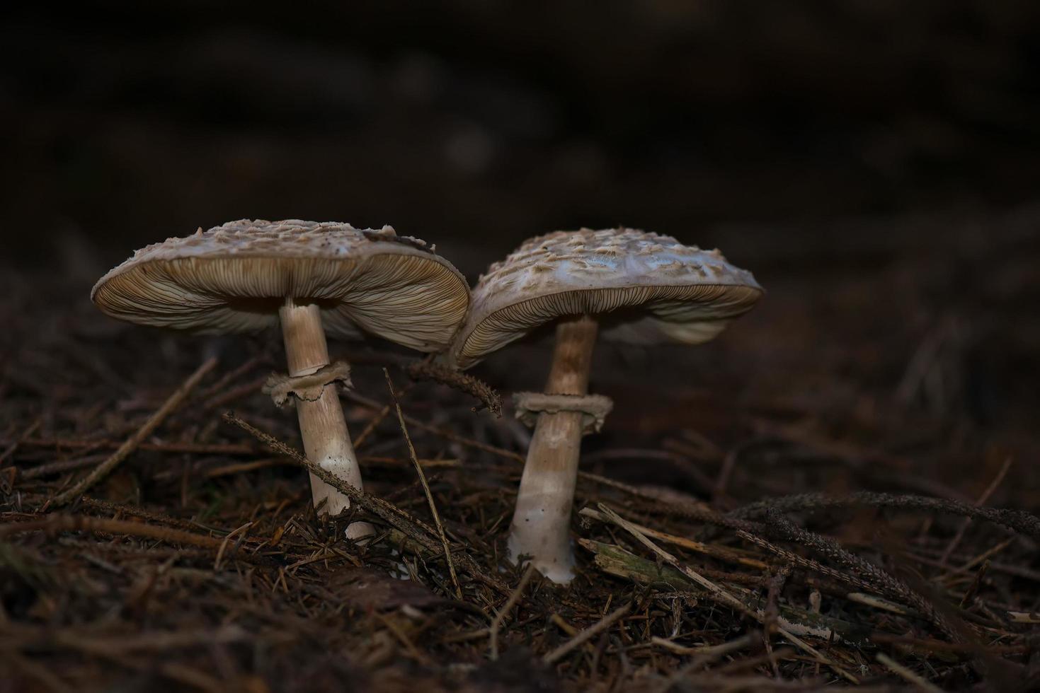 due funghi attaccati all'ombrellino foto