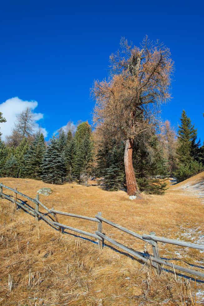 staccionata in legno in montagna con larice foto