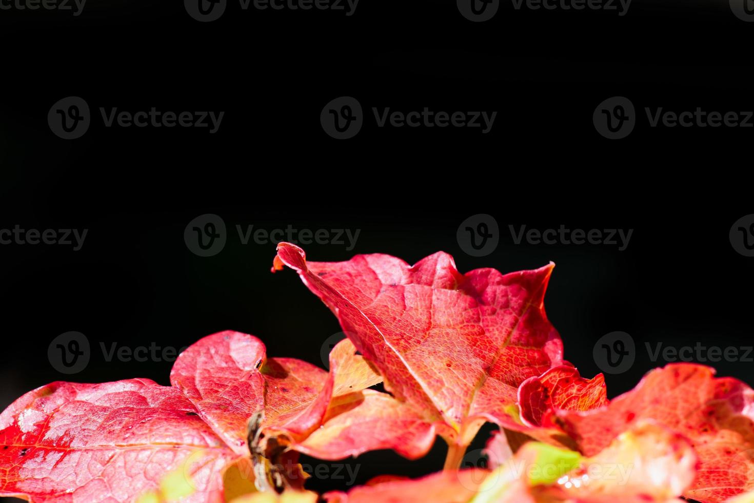 foglie di edera rossa su sfondo nero foto