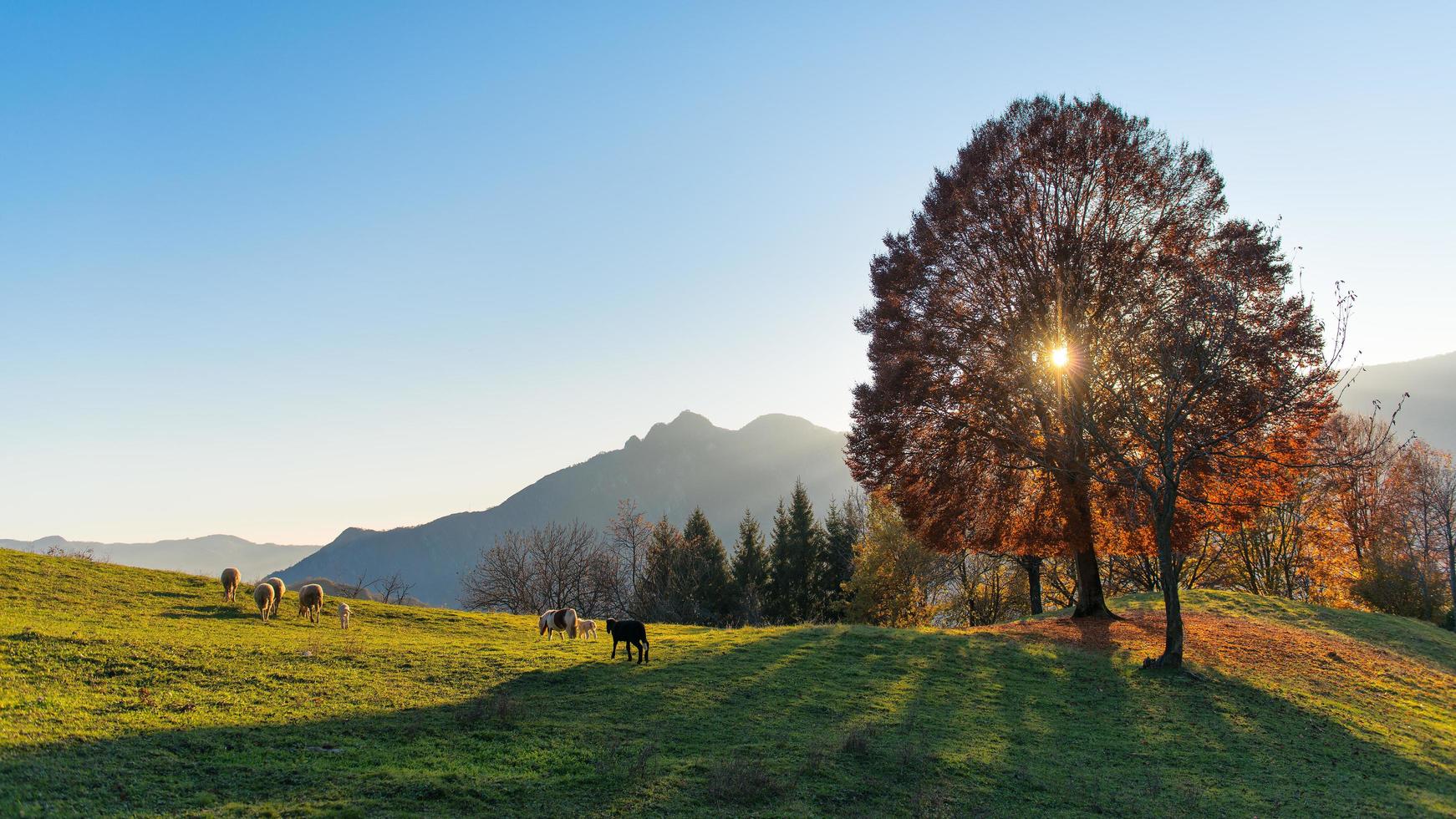 scena di alpeggi in autunno foto