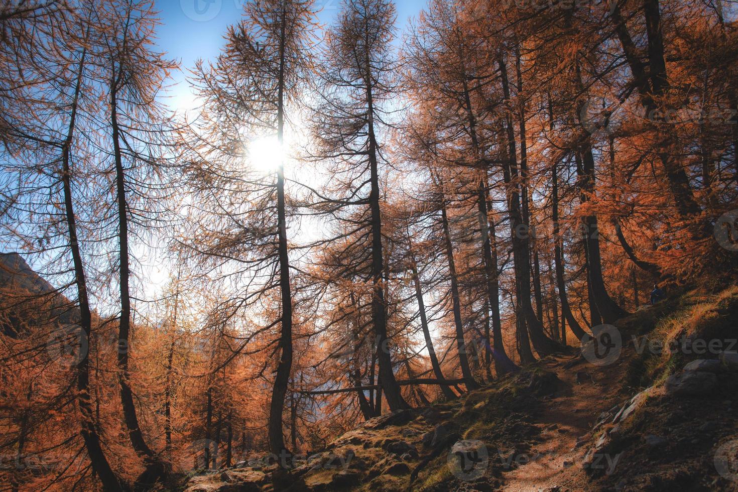 il sole filtra attraverso un bosco di larici autunnali sulle alpi foto