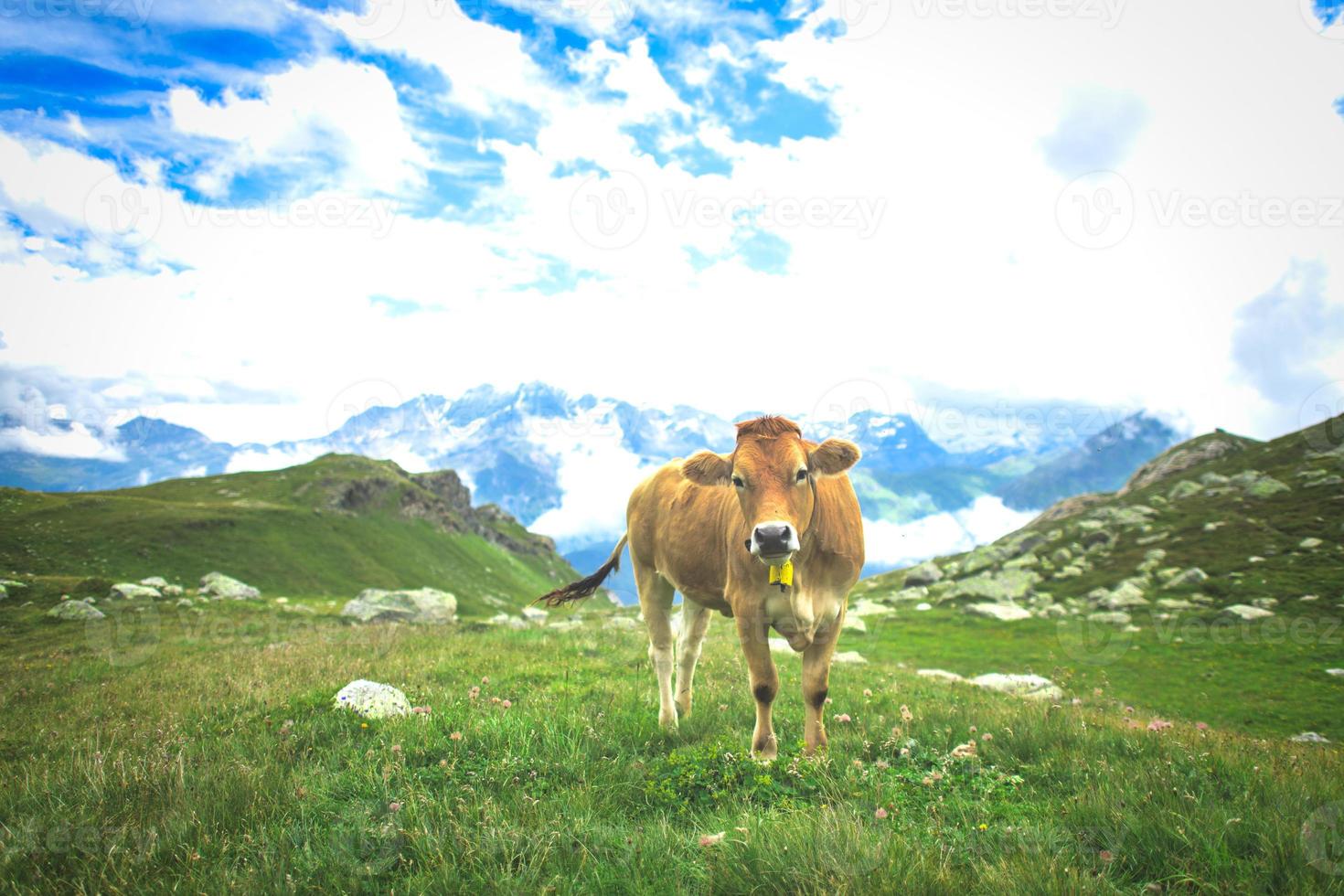 mucche sui pascoli delle alpi svizzere foto