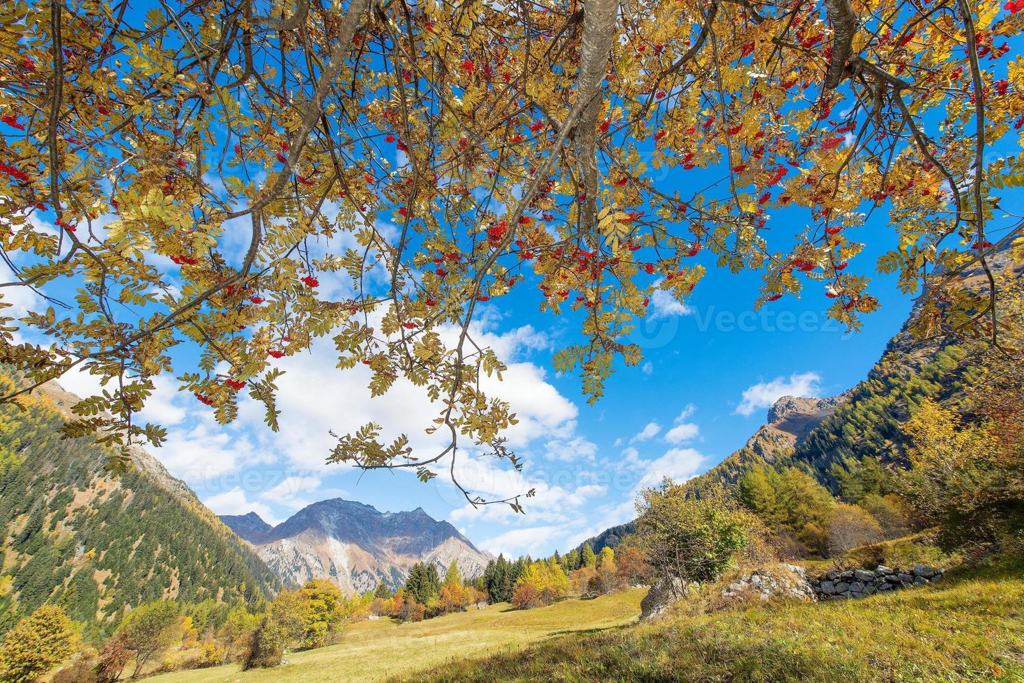 pianta di sorbus aucuparia nelle alpi foto