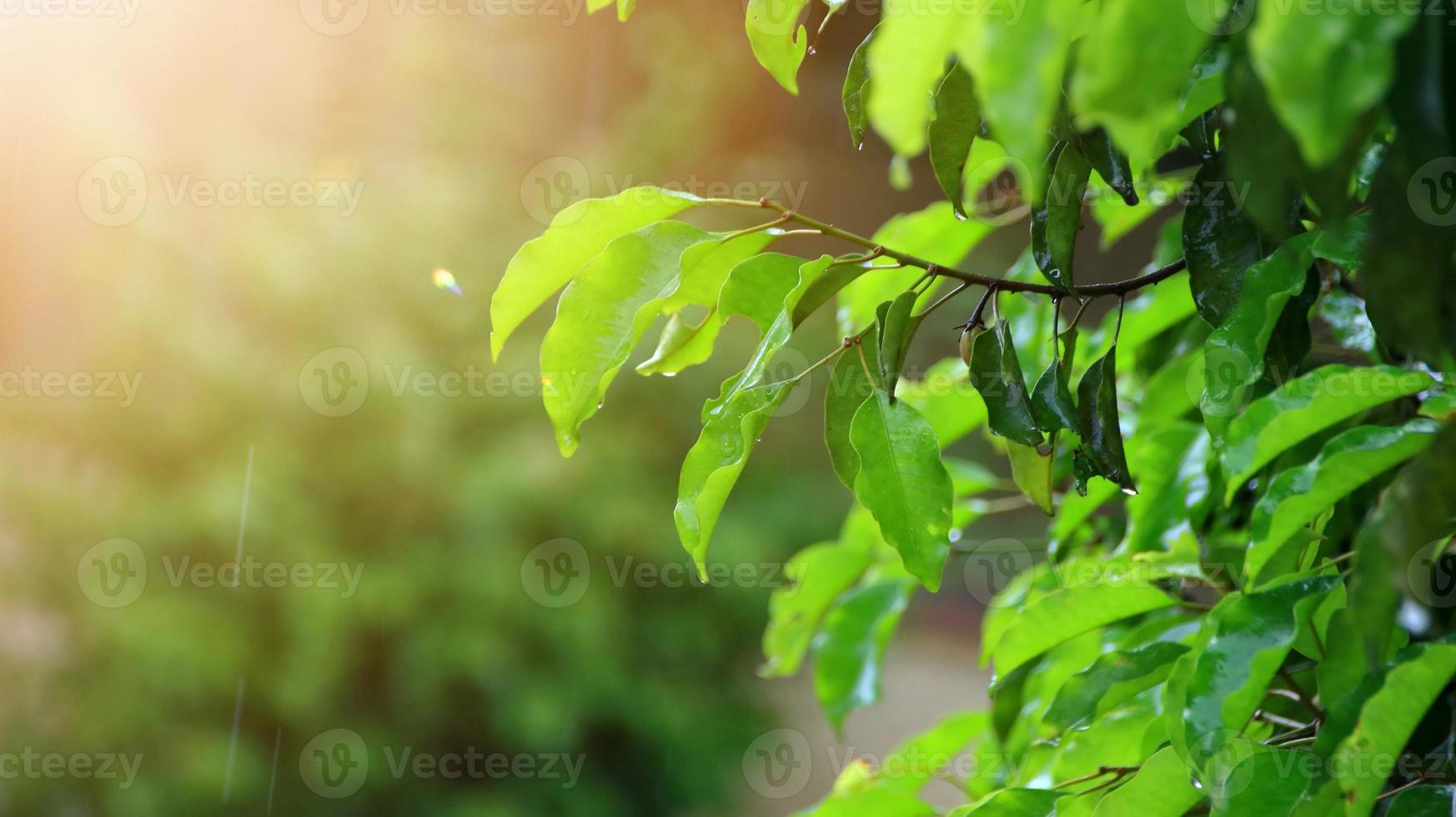 foglie degli alberi bagnate dopo essere state esposte alla pioggia al mattino foto