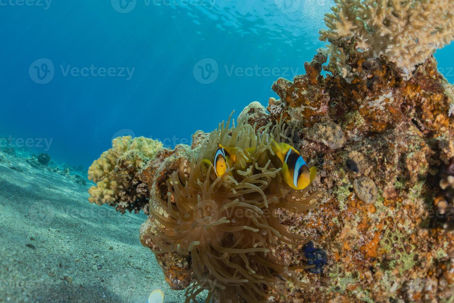 barriera corallina e piante acquatiche nel mar rosso, eilat israele foto