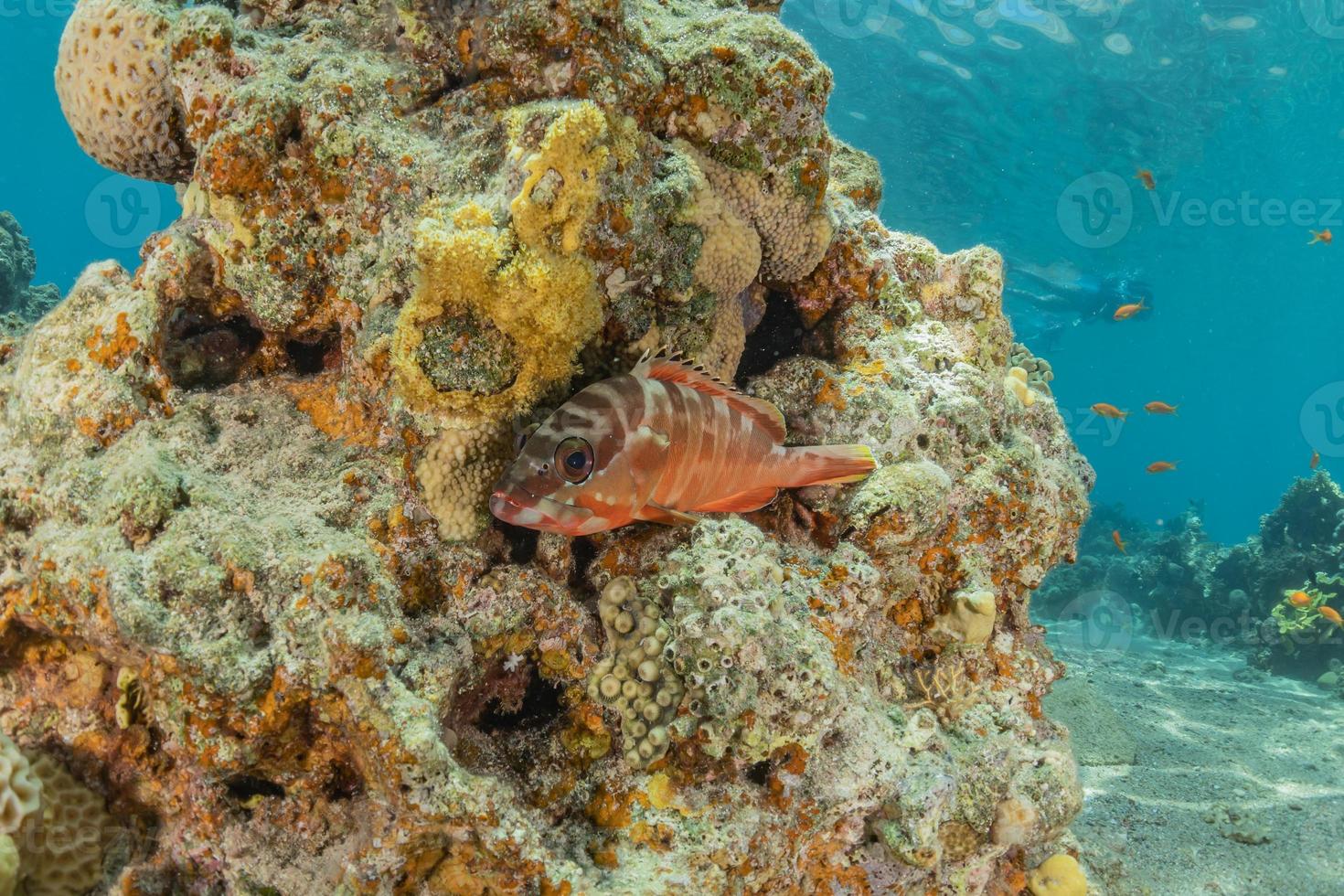 i pesci nuotano nel mar rosso, pesci colorati, eilat israele foto