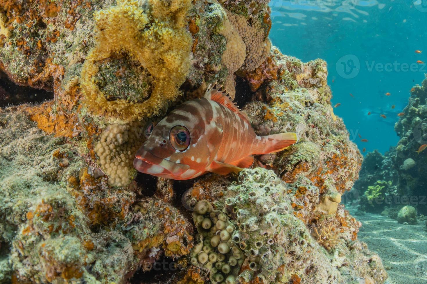 i pesci nuotano nel mar rosso, pesci colorati, eilat israele foto