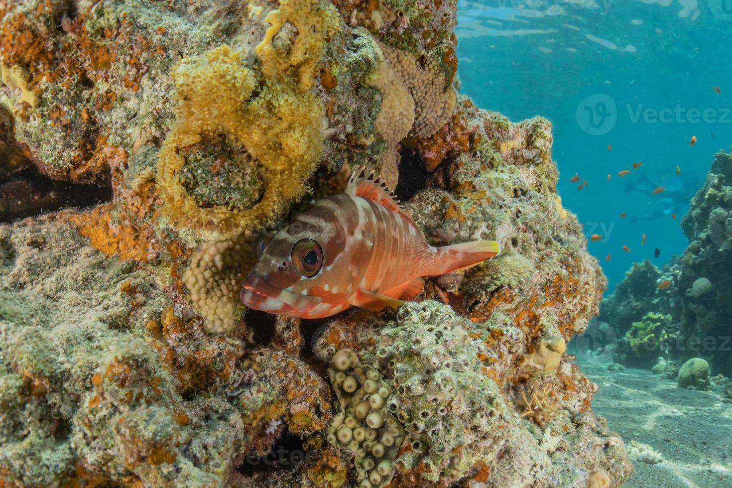 i pesci nuotano nel mar rosso, pesci colorati, eilat israele foto