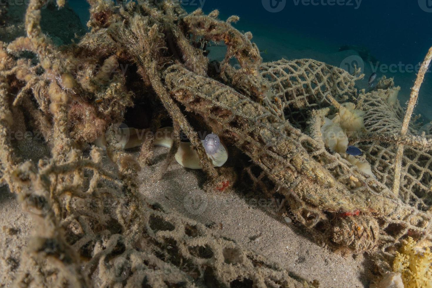 murena mooray lycodontis undulatus nel mar rosso, eilat israele foto