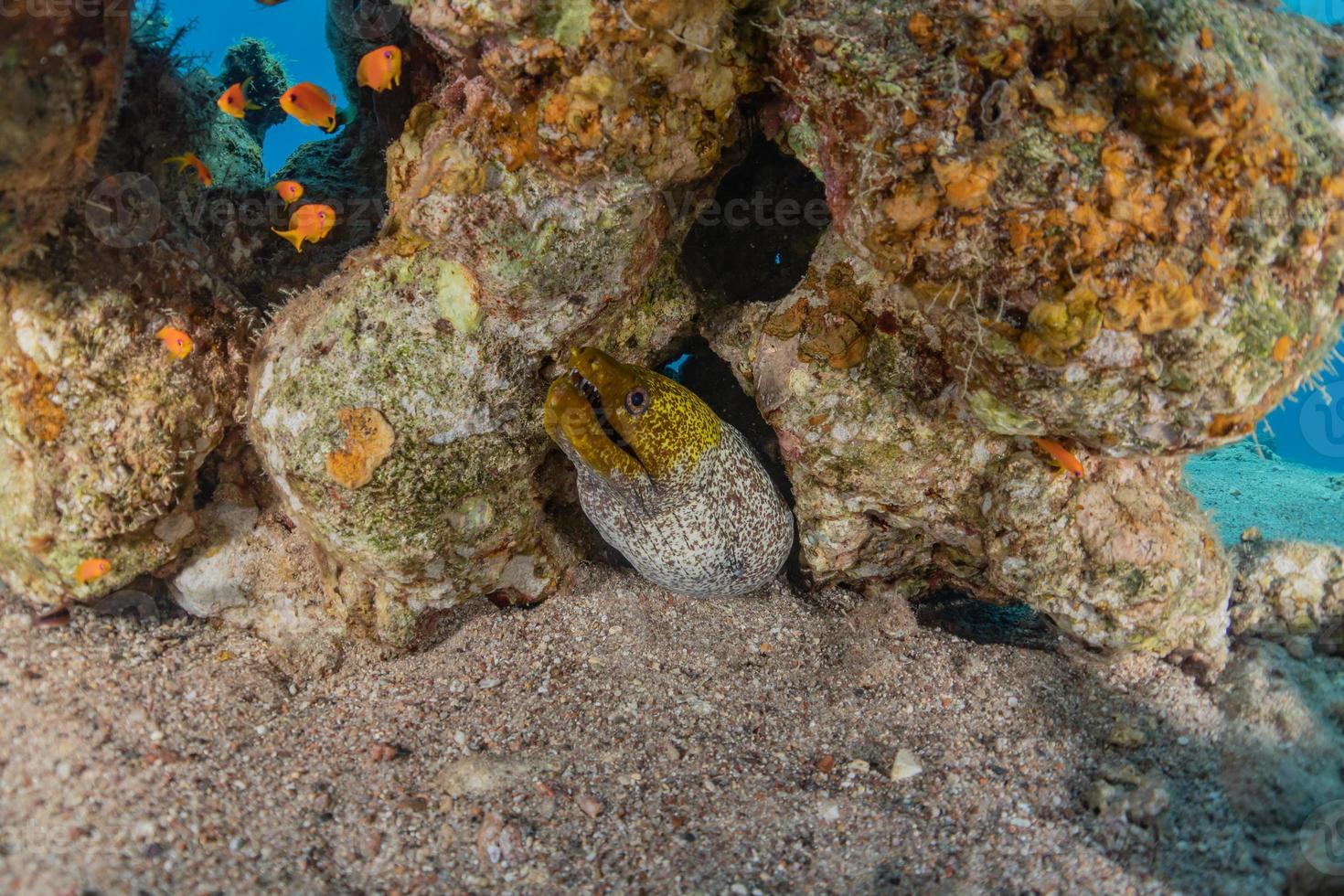 murena mooray lycodontis undulatus nel mar rosso, eilat israele foto