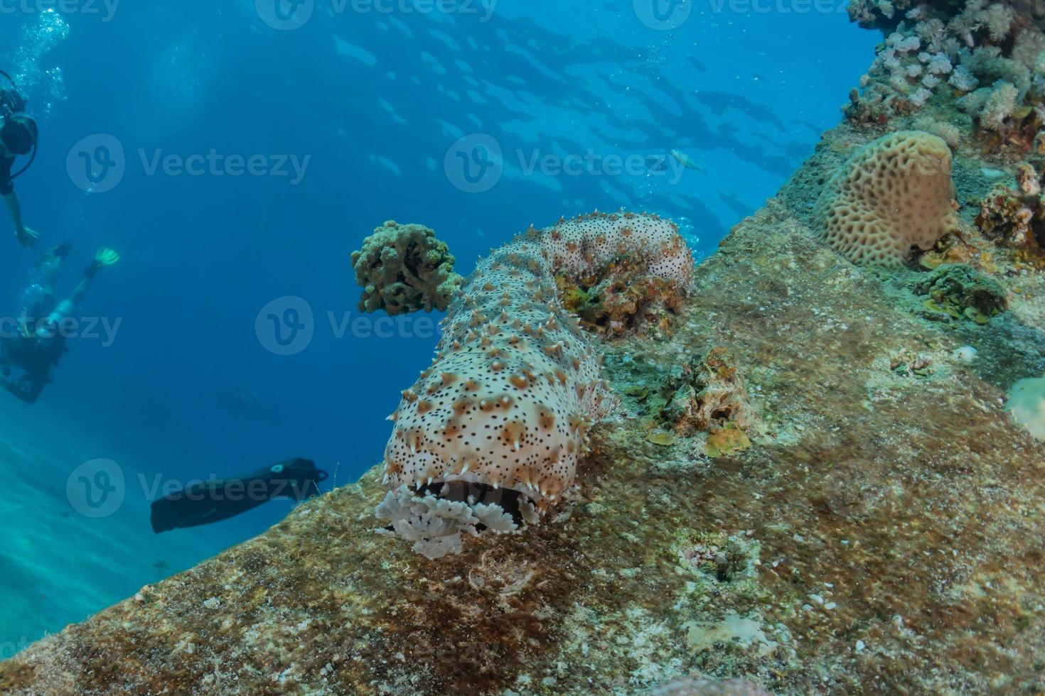 barriera corallina e piante acquatiche nel mar rosso, eilat israele foto