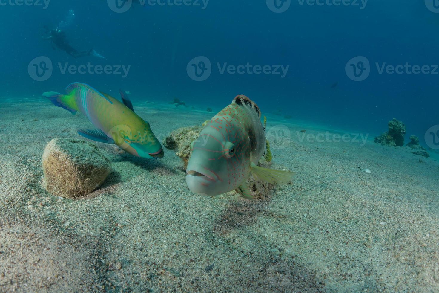 i pesci nuotano nel mar rosso, pesci colorati, eilat israele foto