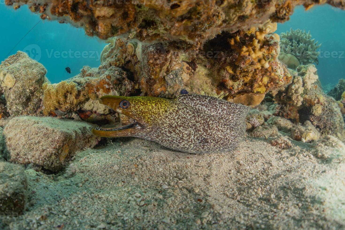 murena mooray lycodontis undulatus nel mar rosso, eilat israele foto