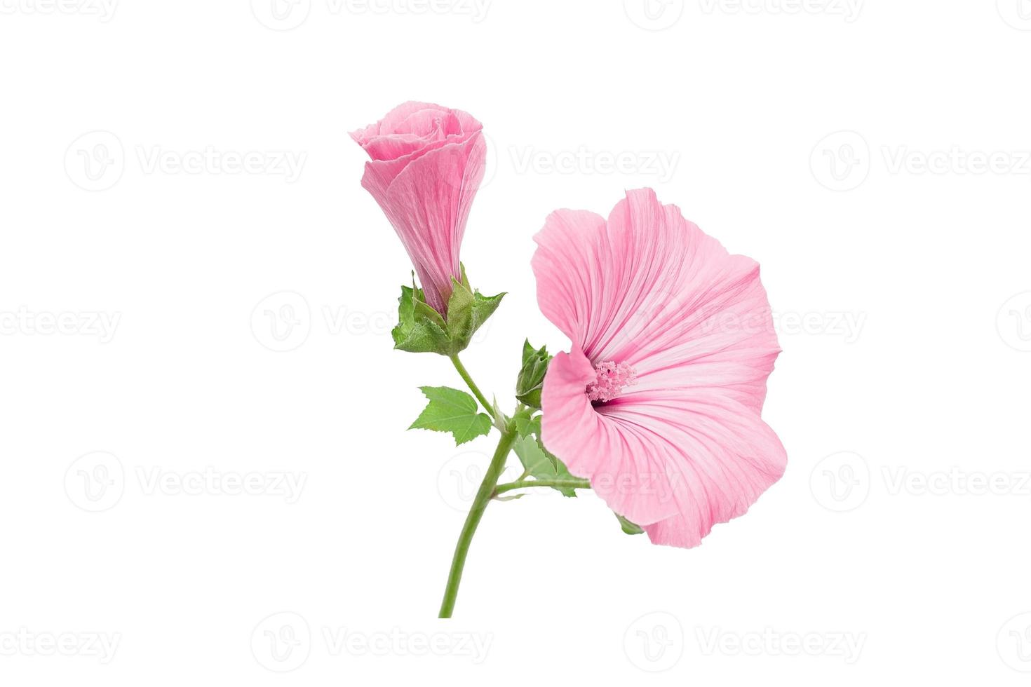 rosa lavatera fiore, bocciolo e fogliame isolato contro white foto