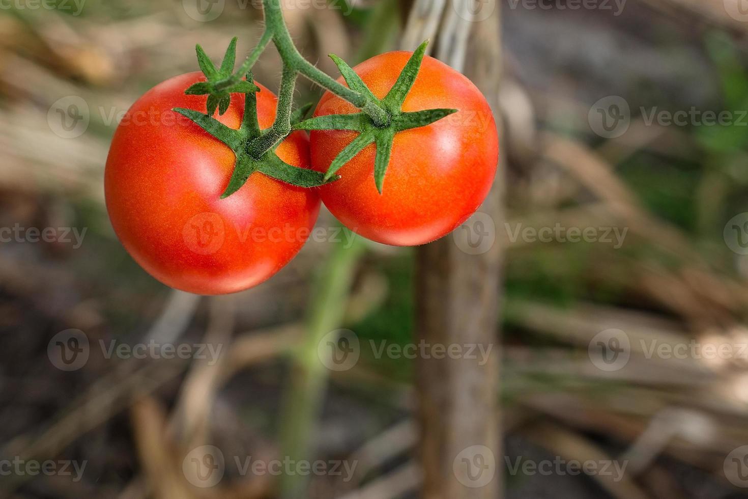 primo piano di pomodori rossi sul cespuglio foto