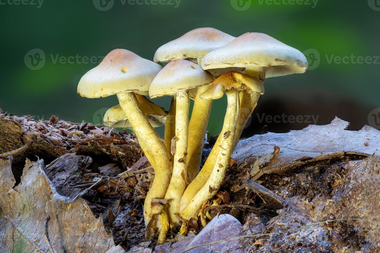 primo piano di un fungo di zolfo a foglia verde su un tronco d'albero foto