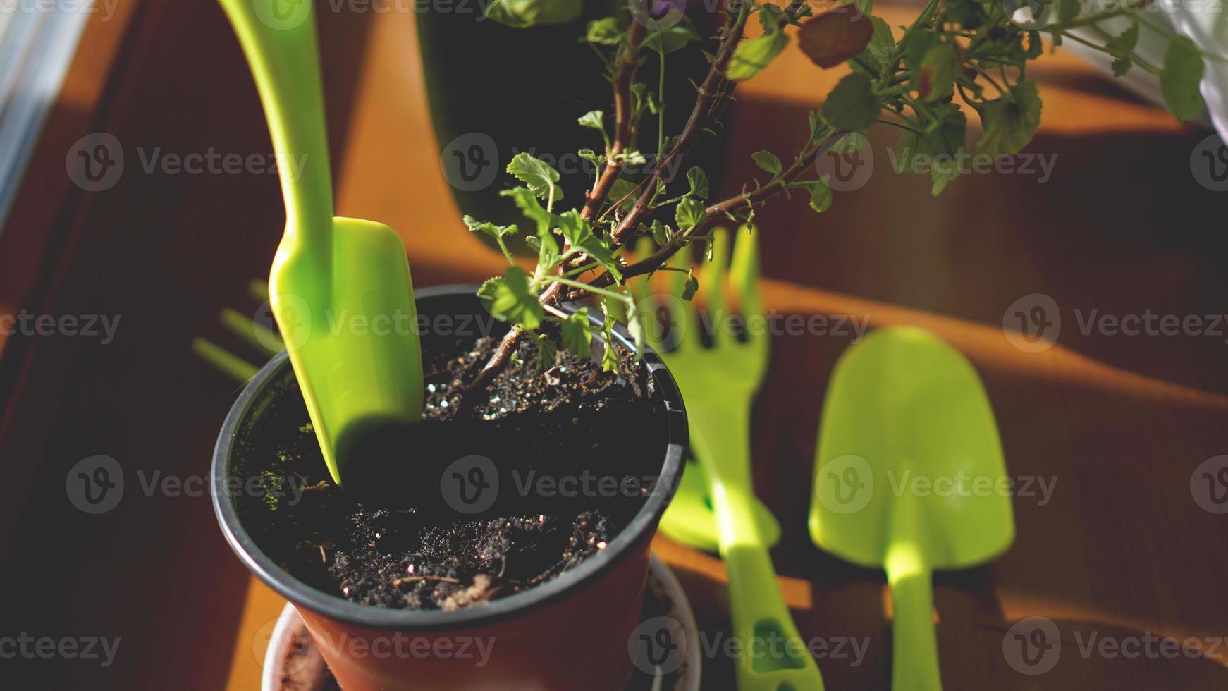 piantare un giardino fiorito. piante in vaso sul davanzale foto