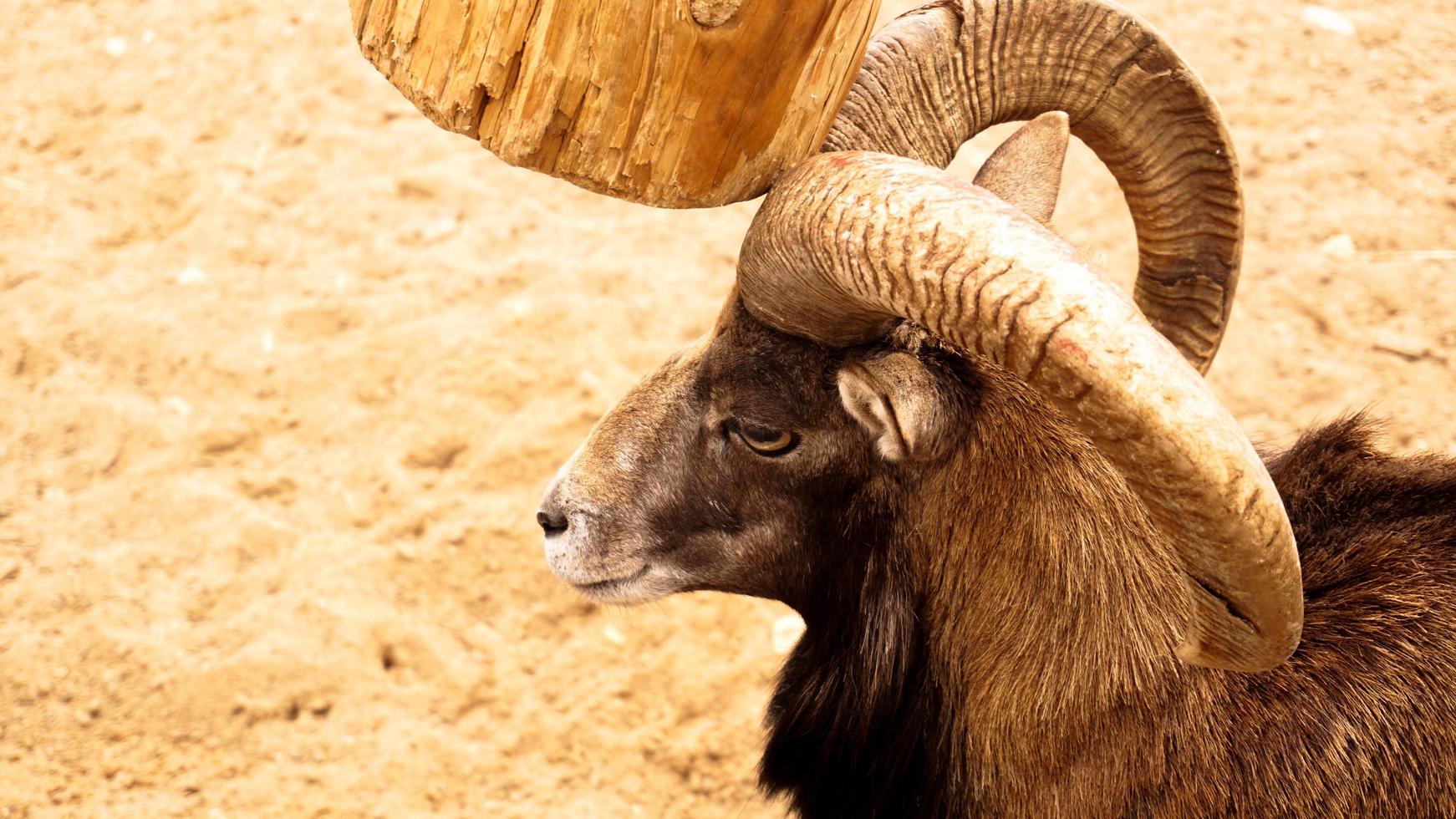 il muflone si gratta le corna contro un palo di legno. foto