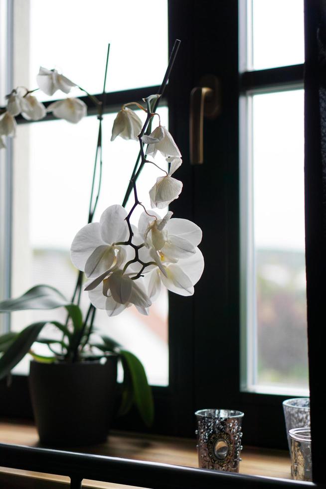 vaso di fiori vicino a una grande finestra. orchidea bianca sul davanzale foto