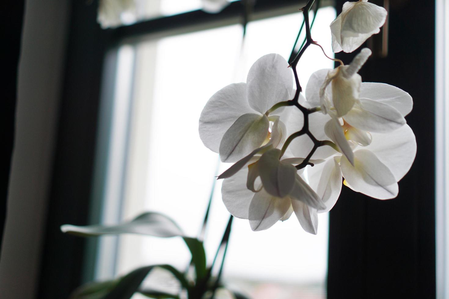 vaso di fiori vicino a una grande finestra. orchidea bianca sul davanzale foto