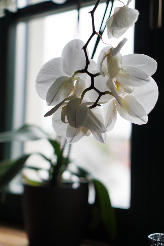 vaso di fiori vicino a una grande finestra. orchidea bianca sul davanzale foto