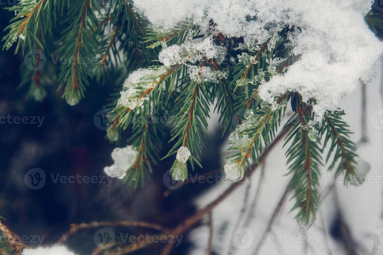 rami verdi di abete rosso o pino è bella neve bianca foto