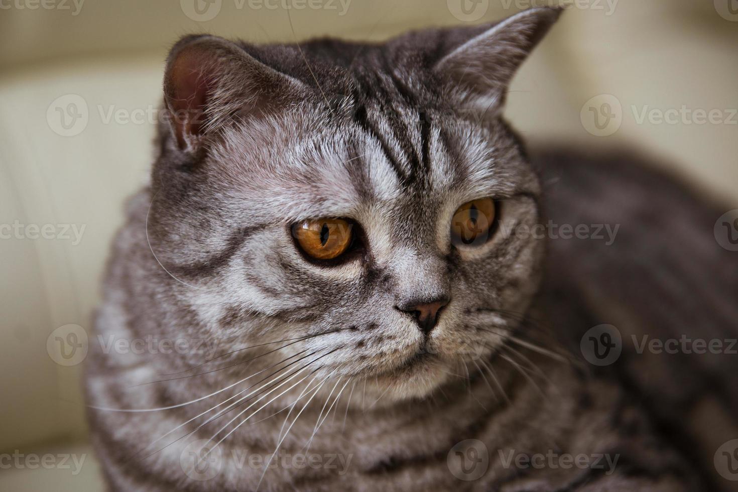 gatto grigio sdraiato a casa foto