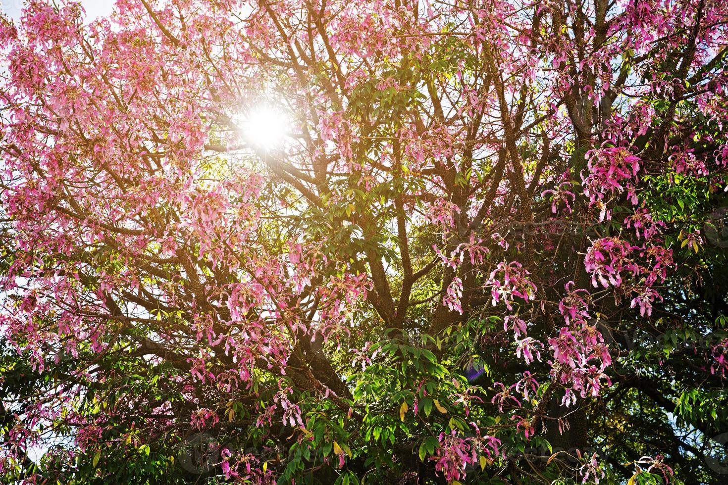 albero con fiori rosa che sbocciano foto