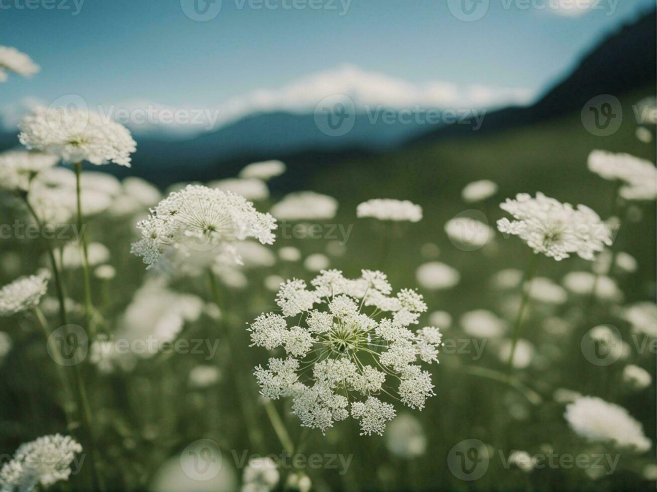 bellissimo prato selvaggio erba nel caldo luce del sole. bellezza natura campo sfondo bianca piccolo fiori nel il modulo di un' paracadute su un' verde sfocato sfondo ai-generato foto